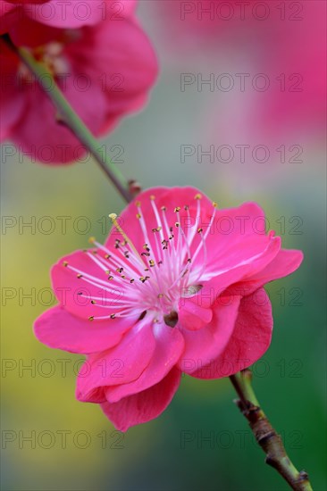 Japanese Ornamental Peach