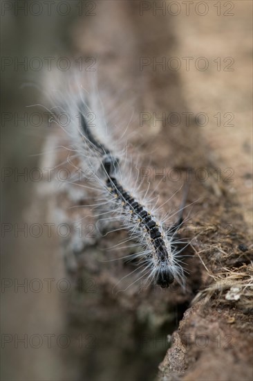 Oak processionary moth