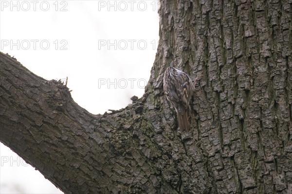 Short-toed treecreeper