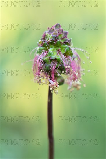 Salad burnet