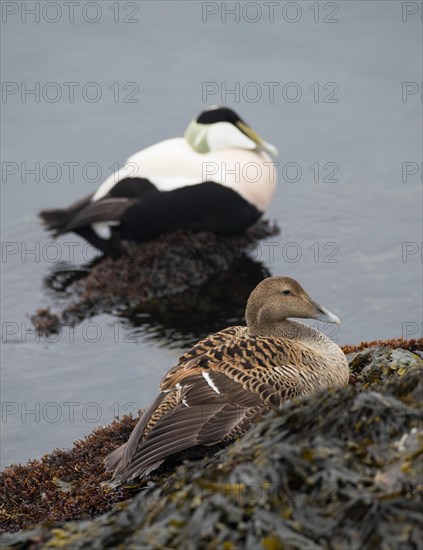 Common eider