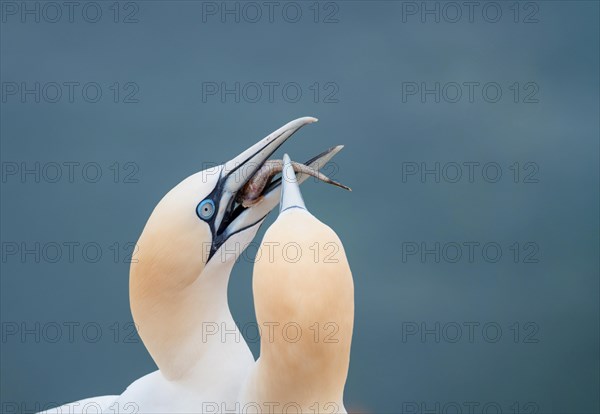 Northern gannet