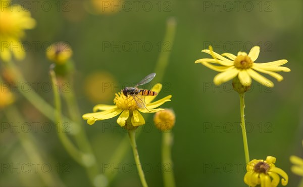 Marmalade hoverfly