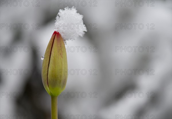 Bud of a tulip