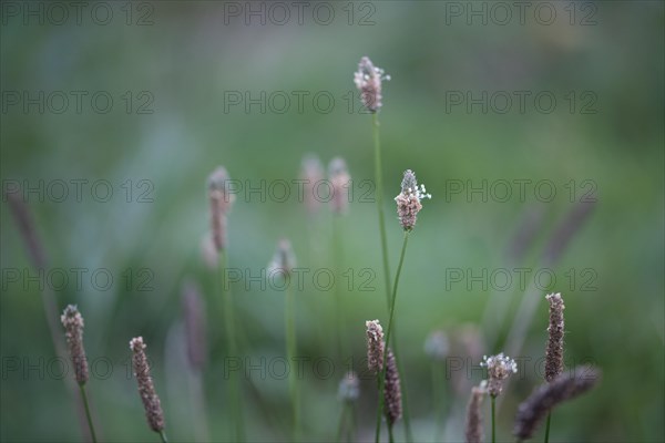 Ribwort plantain