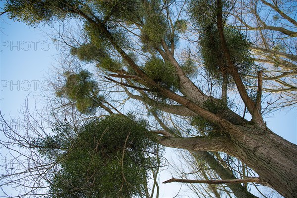 European mistletoe