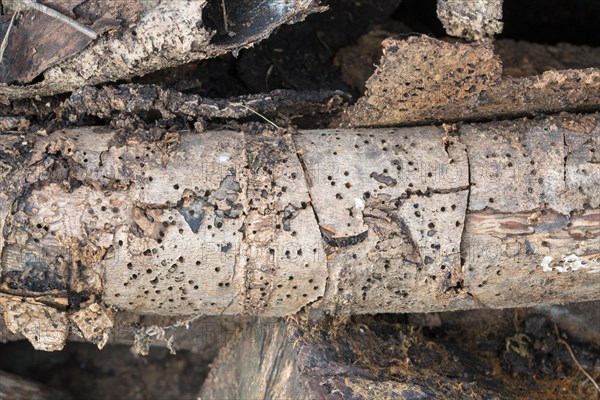 Deadwood pile as natural insect nesting aid