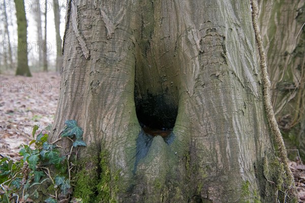 Water pot in old tree