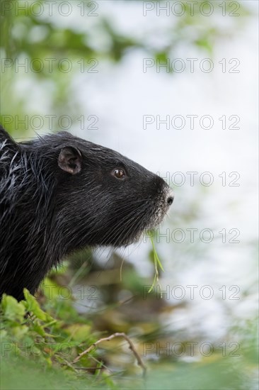 Nutria