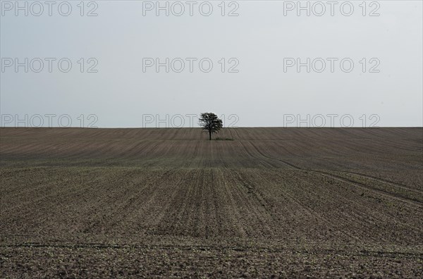 Lonely tree in a field on the island of Poel
