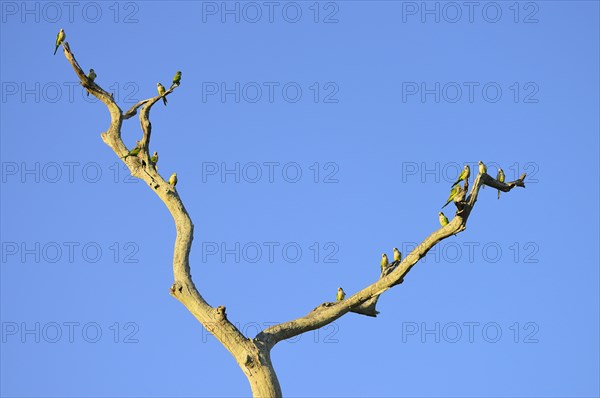 Monk parakeets