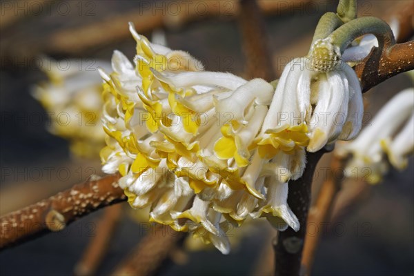 Paperbush plant