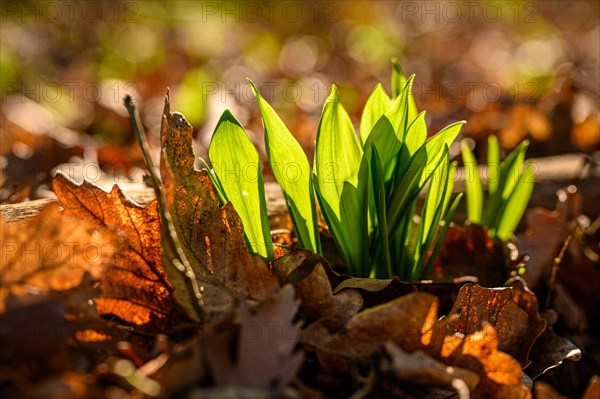 Fresh leaves of ramsons