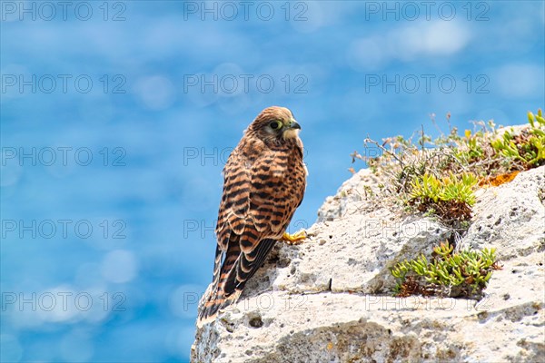 Common kestrel