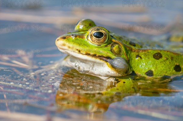 Marsh frog