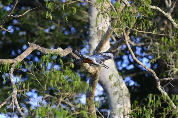 Ringed kingfisher