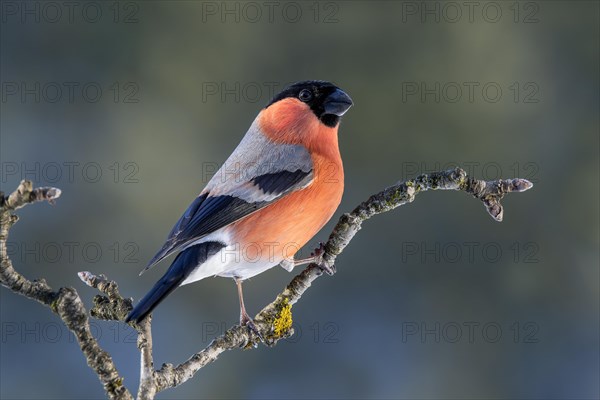 Bullfinch or eurasian bullfinch