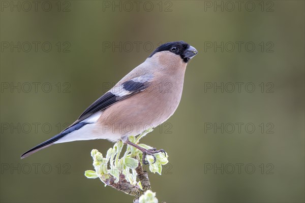 Bullfinch or eurasian bullfinch