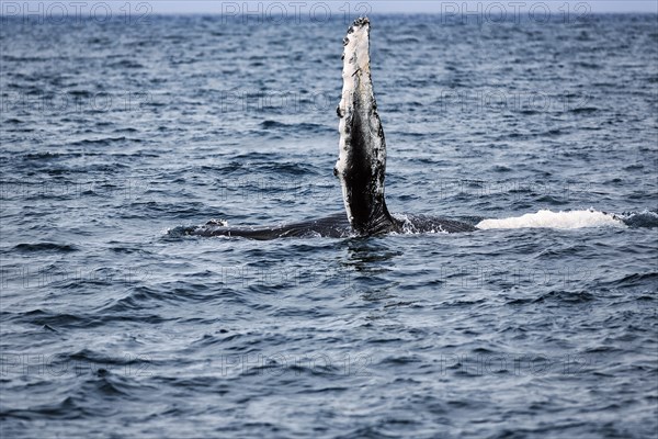 Pectoral fin of humpback whale