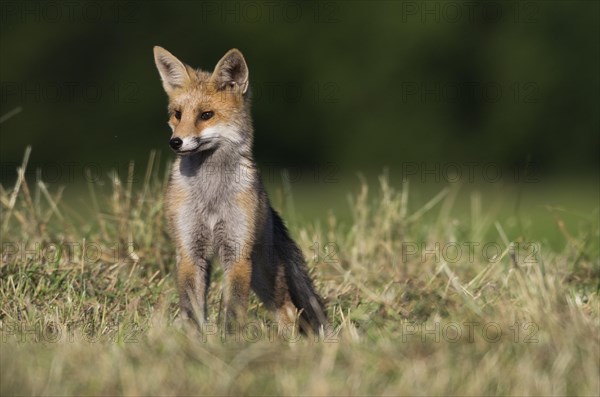 Red fox