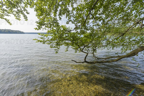 Lakeside in summer