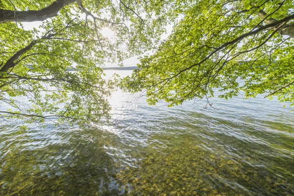 Lakeside in summer