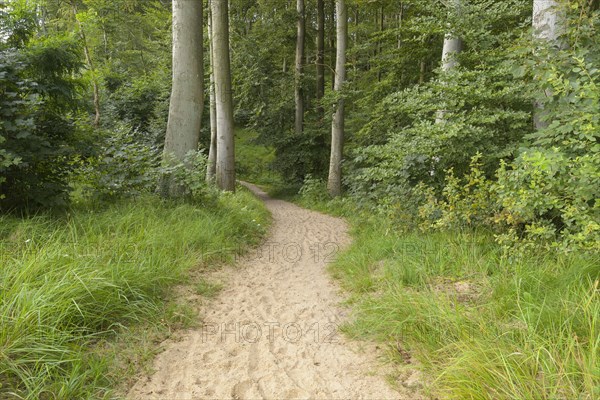 Forest path