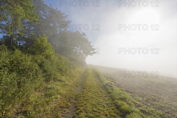 Path on the edge of the forest with fog in autumn