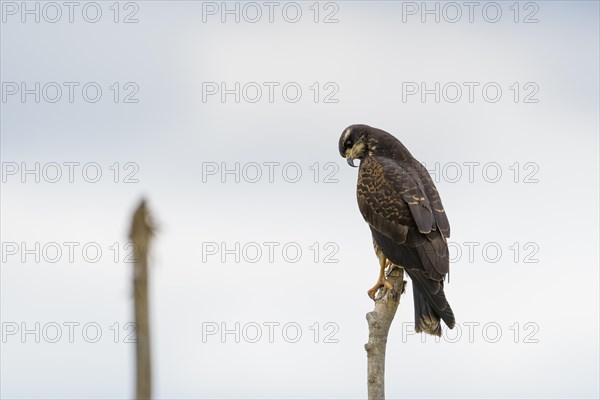 Snail kite