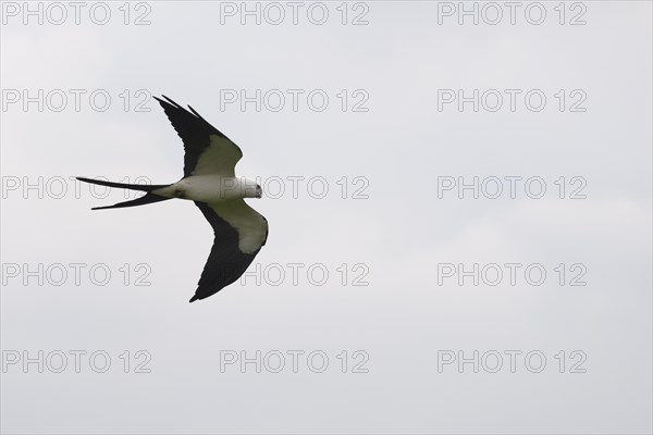 Swallow-tailed kite