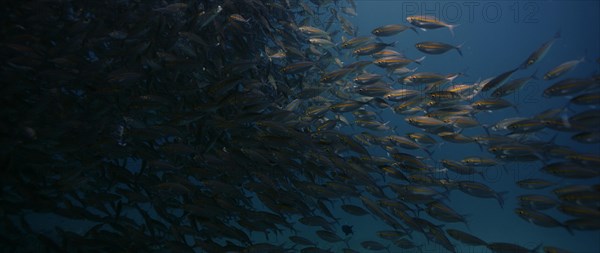 A large school of Yellowstripe Scad