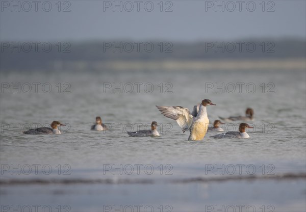 Common merganser