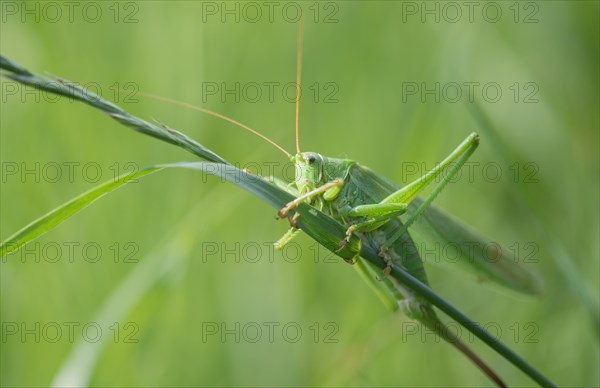 Great green bush cricket