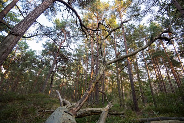 Lying deadwood in the National Park