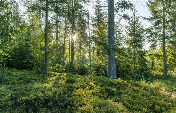 Forest and blueberry