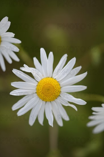 Scentless mayweed