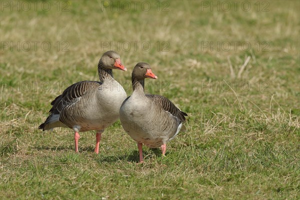 Greylag goose