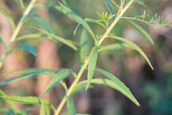 Canada goldenrod