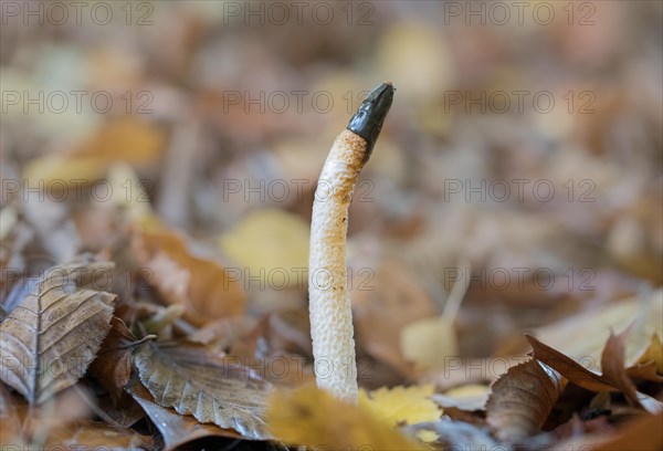 Dog stinkhorn