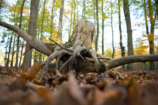 Deadwood structure in Diesfordter Wald