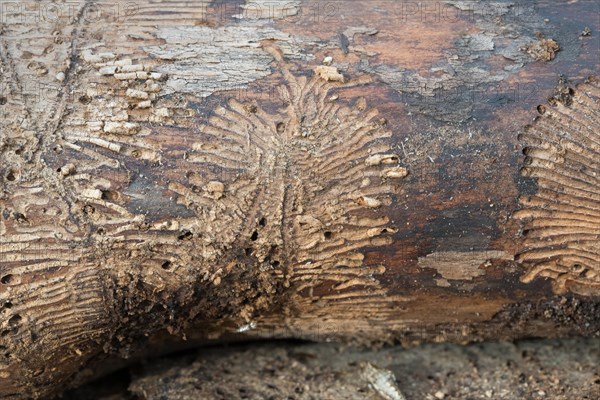 Deadwood piles as natural insect nesting aid