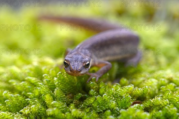 Common newt