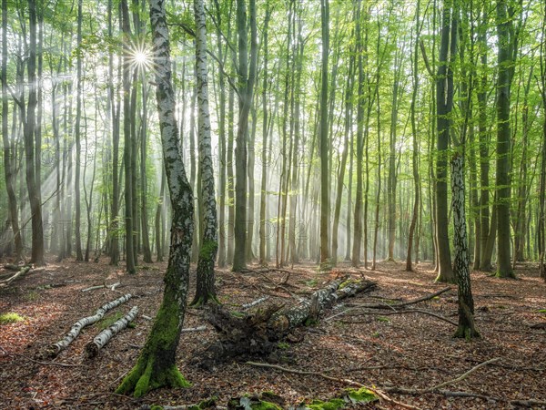 Light-flooded natural forest of beech and birch trees with deadwood