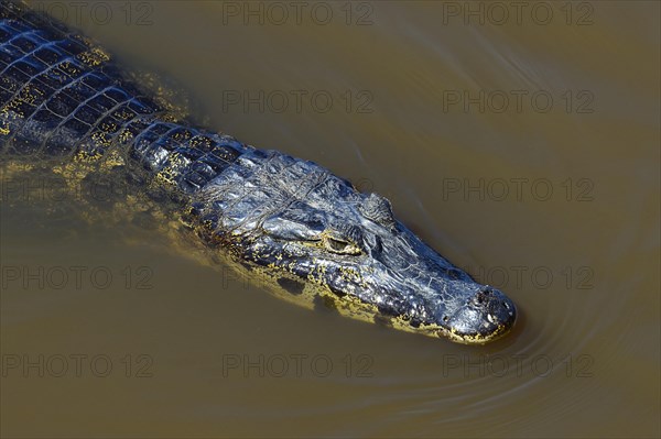 Yacare caiman