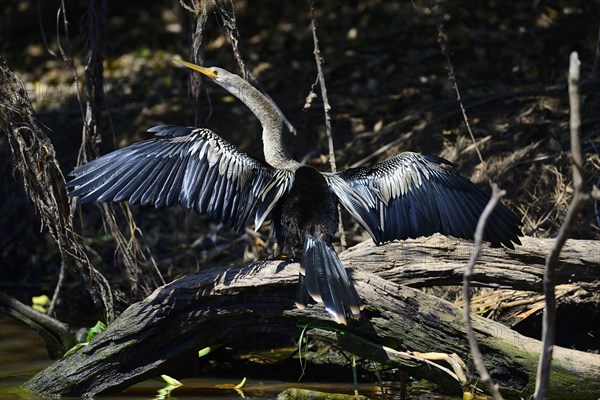 Anhinga