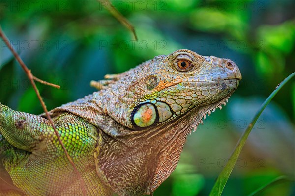 Green iguana