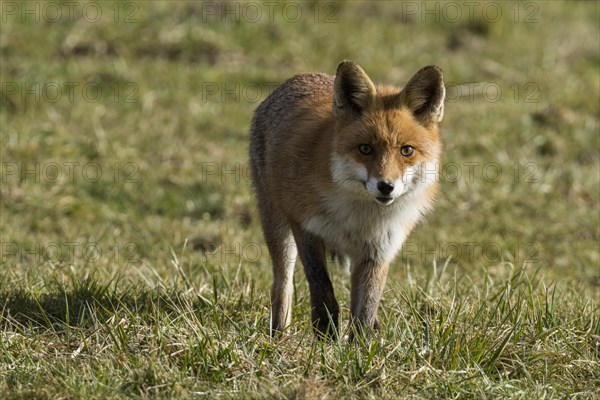 Red fox