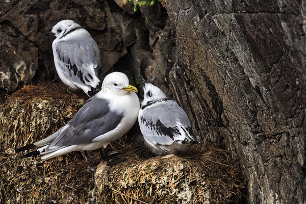 Kittiwake