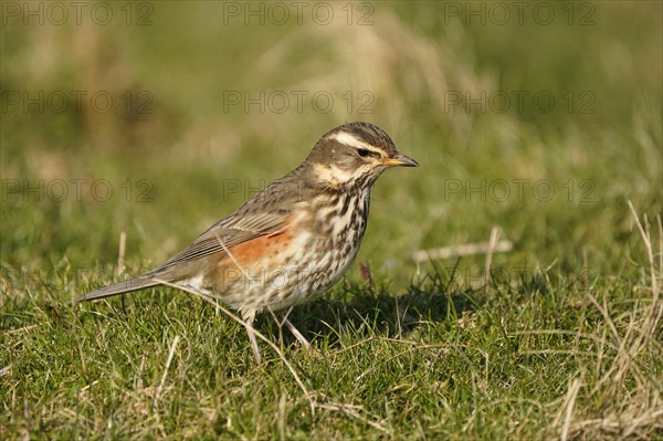 Redwing