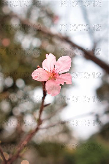 Japanese Cherry